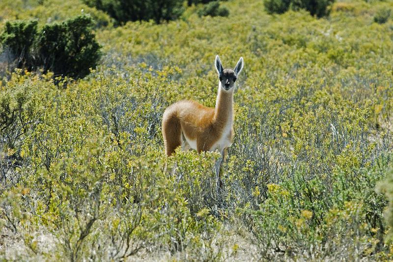 20071209 101328 D2X 4200x2400.jpg - Guanaco(s) [woolier llamas], Puerto Madryn